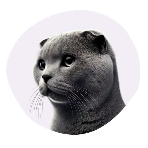 Scottish Fold
